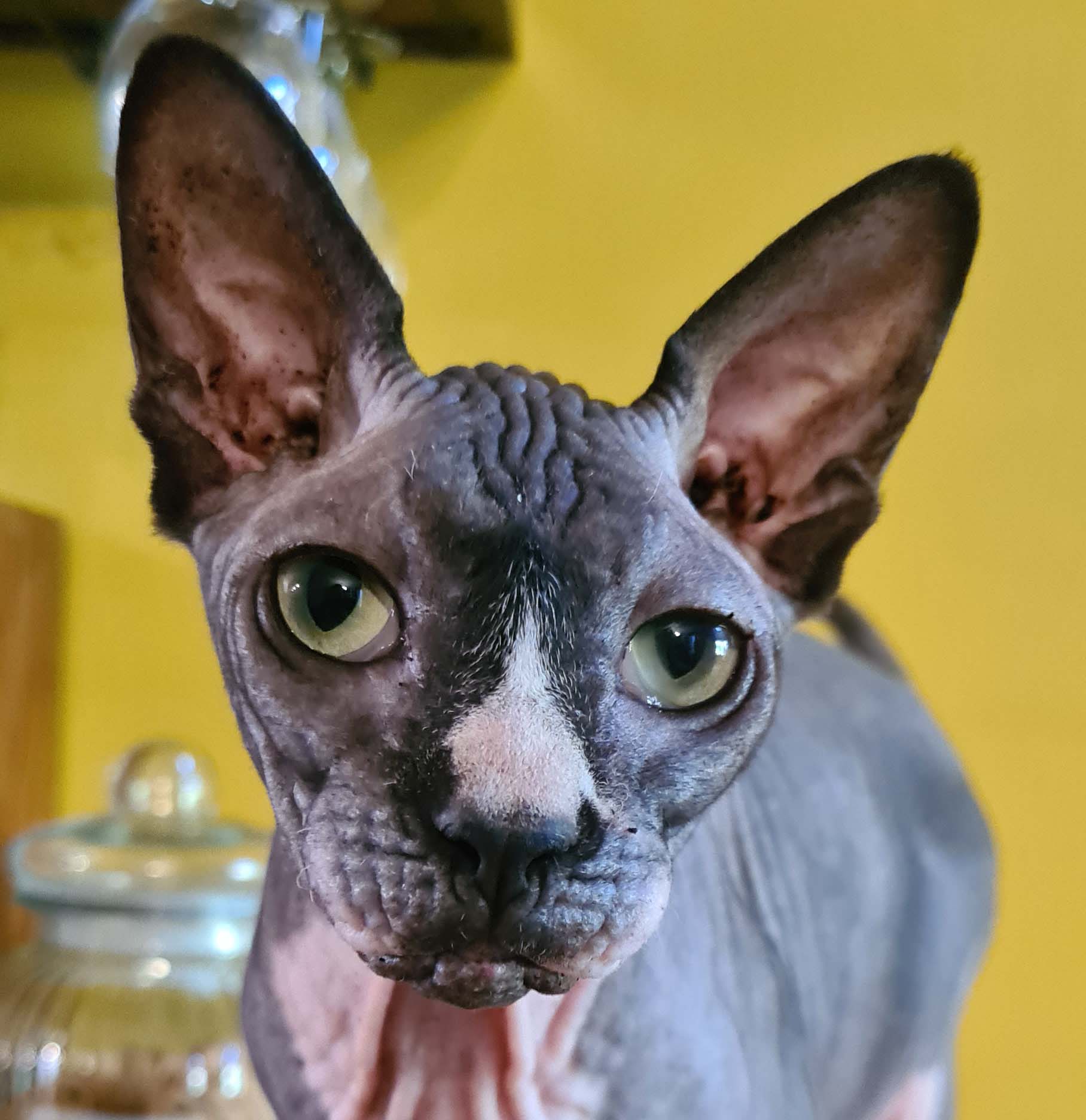 roxy portrait Bastet Café restauration et salon de thé à Albi roxy portrait