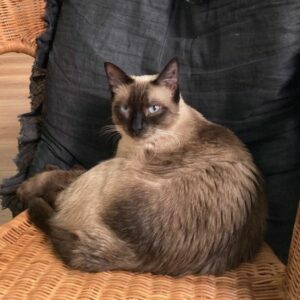 Betty, chat du restaurant, salon de thé, le Bastet Café à Albi, Tarn