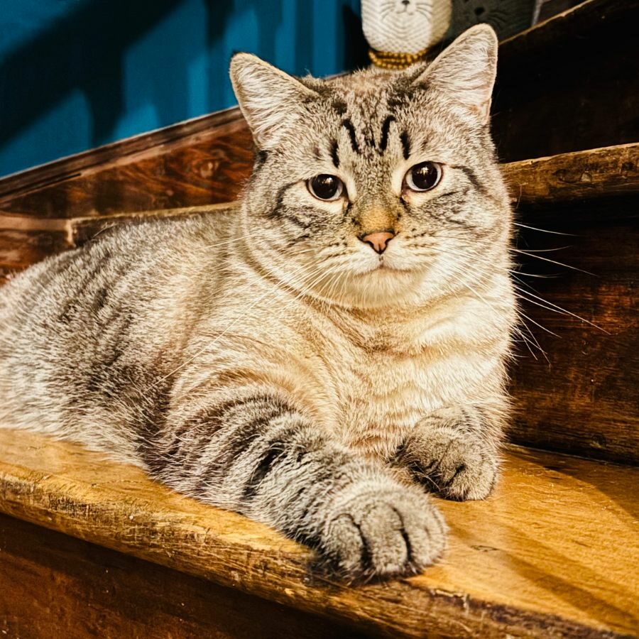 Maestro, chat du restaurant, salon de thé, le Bastet Café à Albi, Tarn