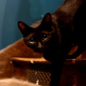 Salem, chat du restaurant, salon de thé, le Bastet Café à Albi, Tarn